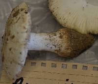 Amanita silvicola image