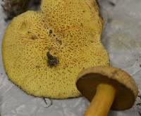 Suillus tomentosus image
