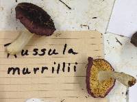 Russula murrillii image