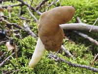 Helvella elastica image