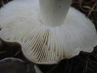 Tricholoma portentosum image