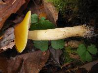 Tricholoma fumosoluteum image