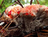 Hydnellum peckii image