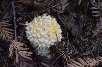 Amanita muscaria var. formosa image