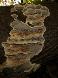 Bjerkandera adusta image