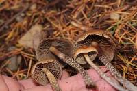 Hypholoma dispersum image