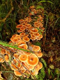 Armillaria nabsnona image