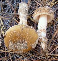 Amanita dulciarii image