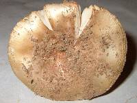 Amanita dulciarii image