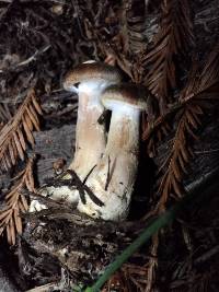 Armillaria sinapina image