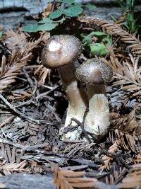 Armillaria sinapina image