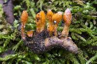 Cordyceps militaris image