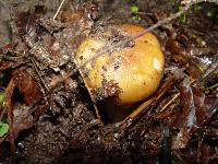 Russula foetens image