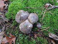 Tricholoma portentosum image