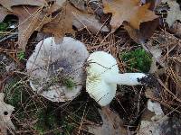 Tricholoma portentosum image