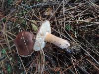 Tricholoma albobrunneum image