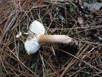 Tricholoma albobrunneum image