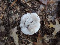 Tricholoma subresplendens image