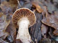 Cortinarius torvus image