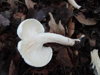 Hygrophorus eburneus image