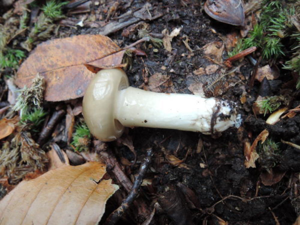 Hygrophorus glutinosus image
