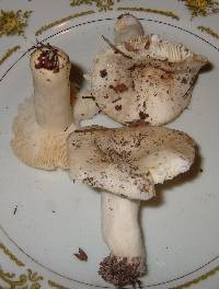 Russula perlactea image