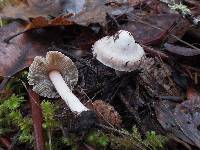 Inocybe grammata image