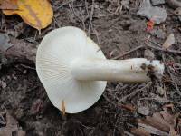 Hygrophorus bakerensis image