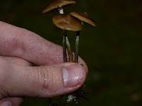 Psilocybe azurescens image