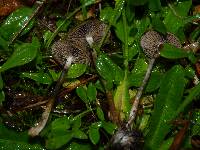 Psilocybe azurescens image