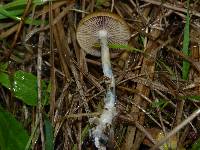 Psilocybe azurescens image