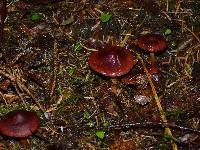 Cortinarius smithii image