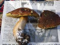 Boletus fibrillosus image