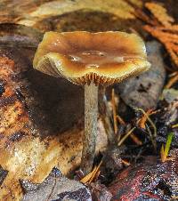 Psilocybe subaeruginosa image