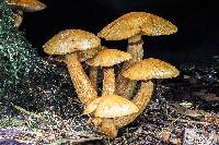 Gymnopilus viridans image