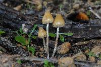 Psilocybe pelliculosa image