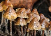 Psilocybe pelliculosa image