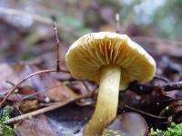 Tricholoma sulphureum image