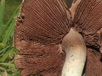Agaricus speciosus image