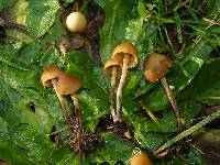 Galerina badipes image