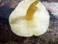 Tricholomopsis aurea image