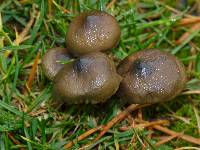 Psilocybe baeocystis image