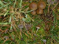 Psilocybe stuntzii image