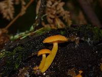 Chrysomphalina aurantiaca image