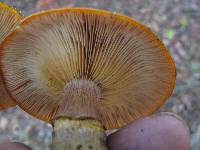 Armillaria gallica image