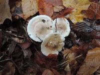 Hygrophorus roseobrunneus image