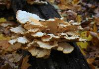 Laetiporus cincinnatus image