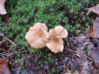 Cantharellus ignicolor image