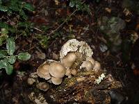 Mycena galericulata image