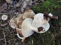 Hygrophorus roseobrunneus image